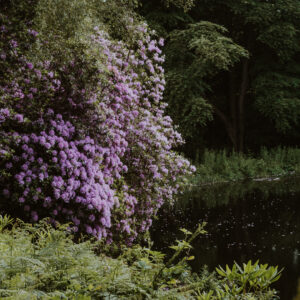 Gathering The Flowers